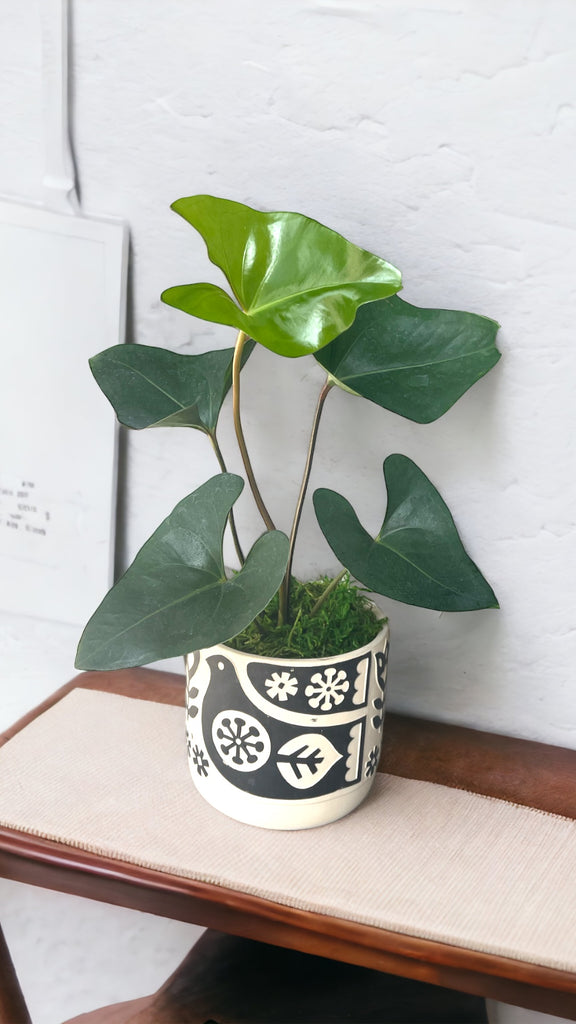 Anthurium “Tea Cup” in Partridge Planter