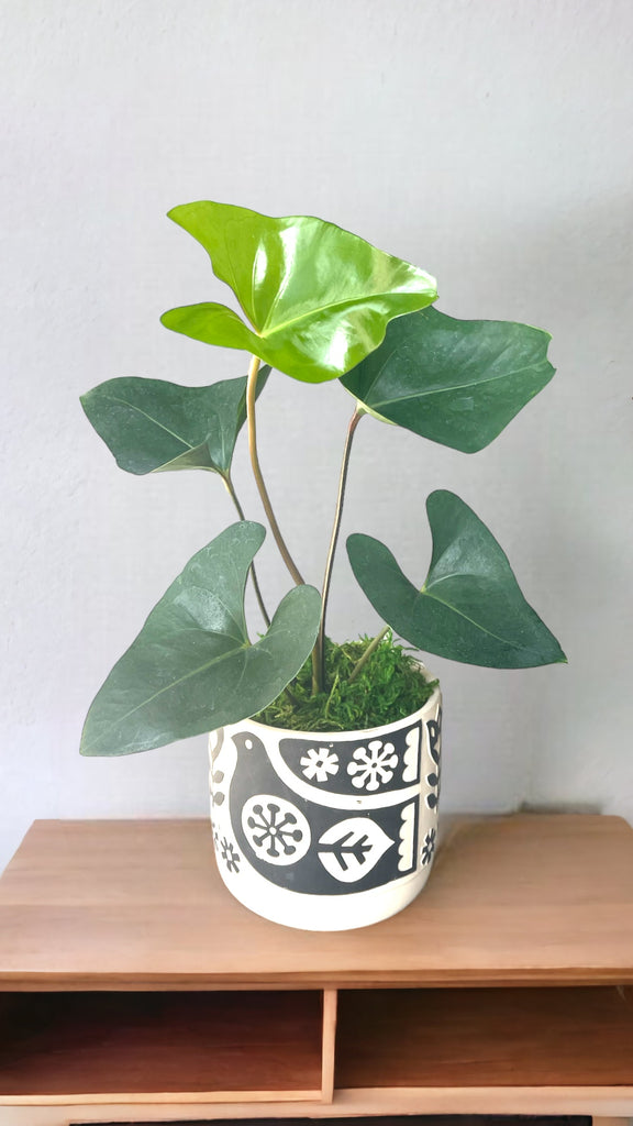 anthurium planter Anthurium “Tea Cup” in Partridge Planter