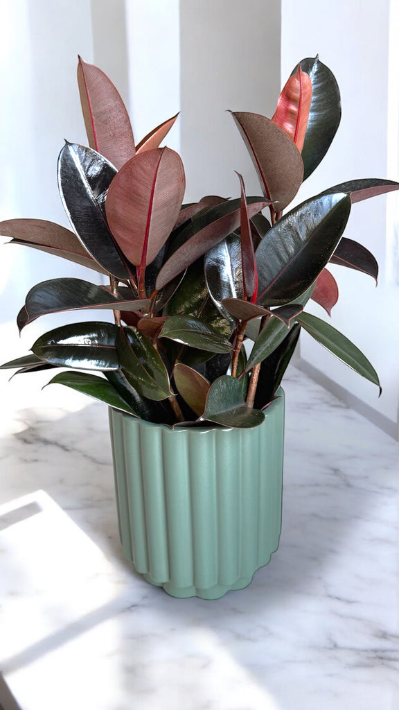 rubber tree planter Rubber Tree in Merit Planter