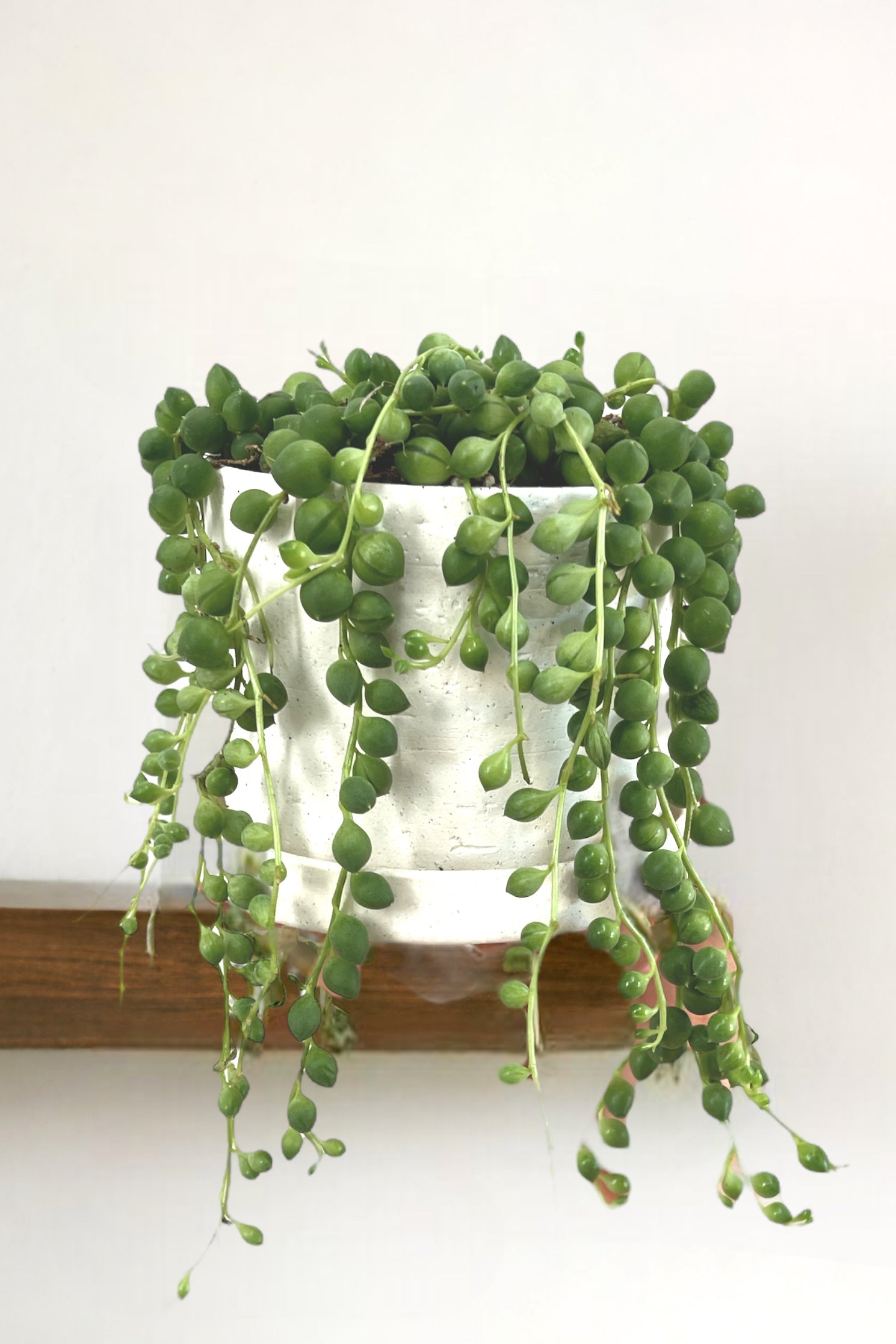 String of Pearl in Bone Planter w/ Drain Dish