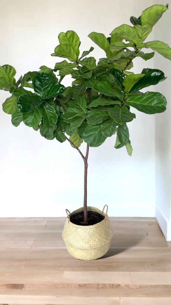 basket fiddle leaf fig Fiddle Leaf Fig in Sea Grass Basket