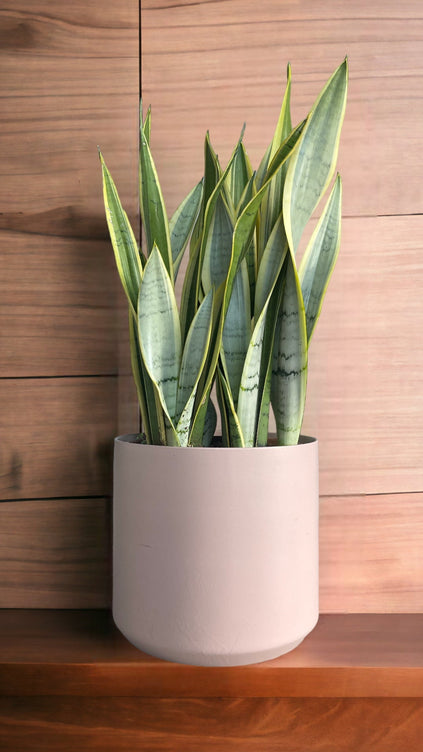 Snake Plant in Blush Planter Rental