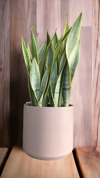 Snake Plant in Blush Planter Rental