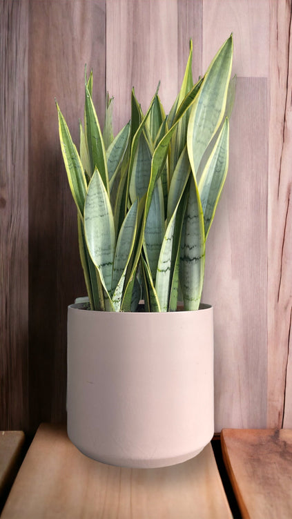 Snake Plant in Blush Planter Rental