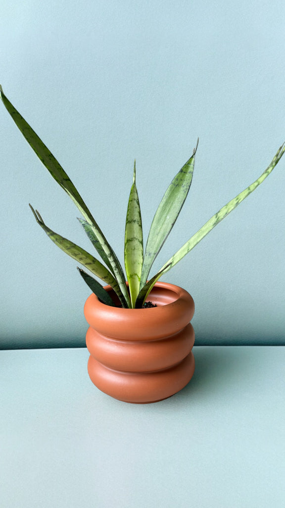 snake plant in terracotta Snake Plant in Tubular Terracotta Planter