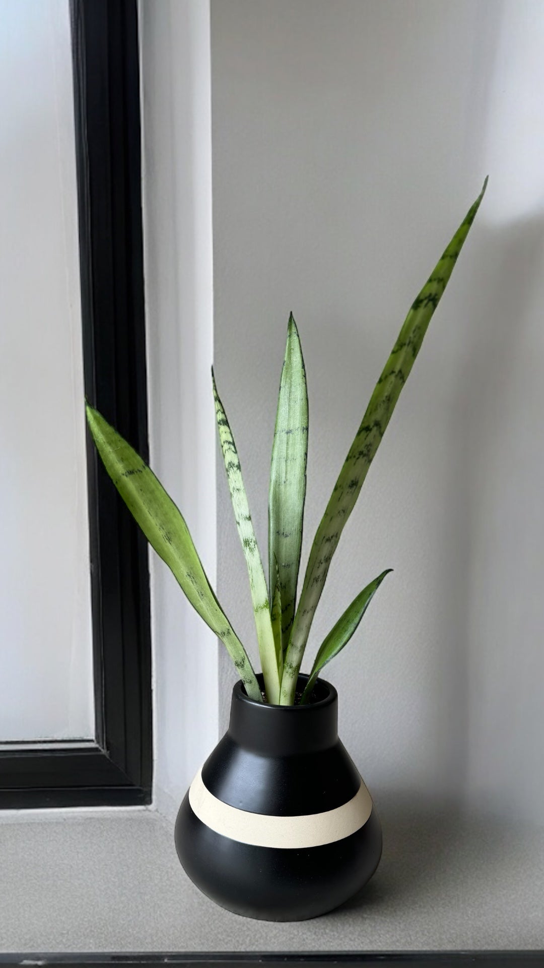 Snake Plant in Oreo Planter | Plant Party