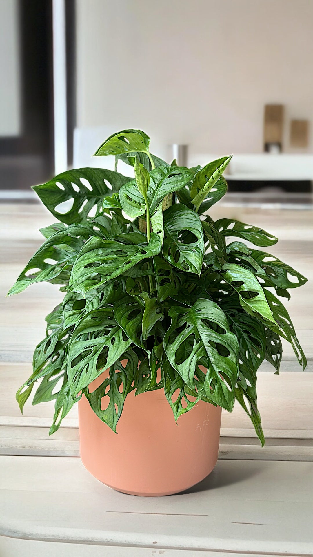Swiss Cheese Vine in Terracotta Planter