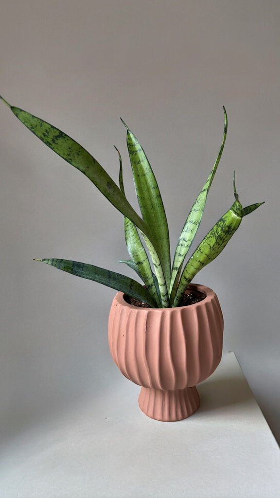 Snake Plant in Cove Planter