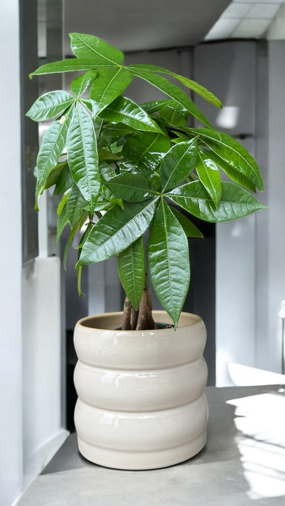 money tree planter Money Tree in Tubular Planter