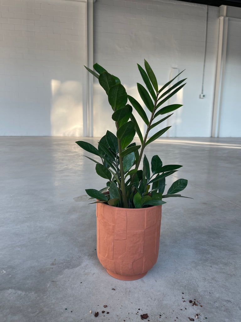 ZzPlant in Parch Planter
