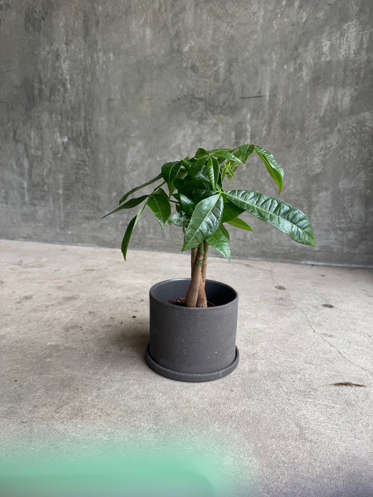 Money Tree in Cigarillo Planter