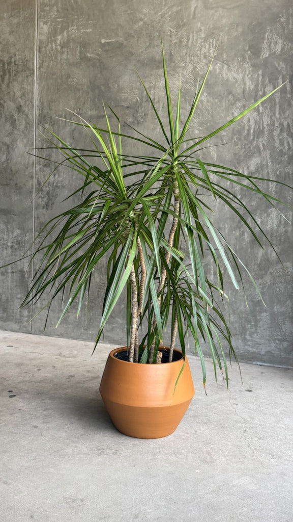 dracaena terracotta Dracaena in Terracotta Planter