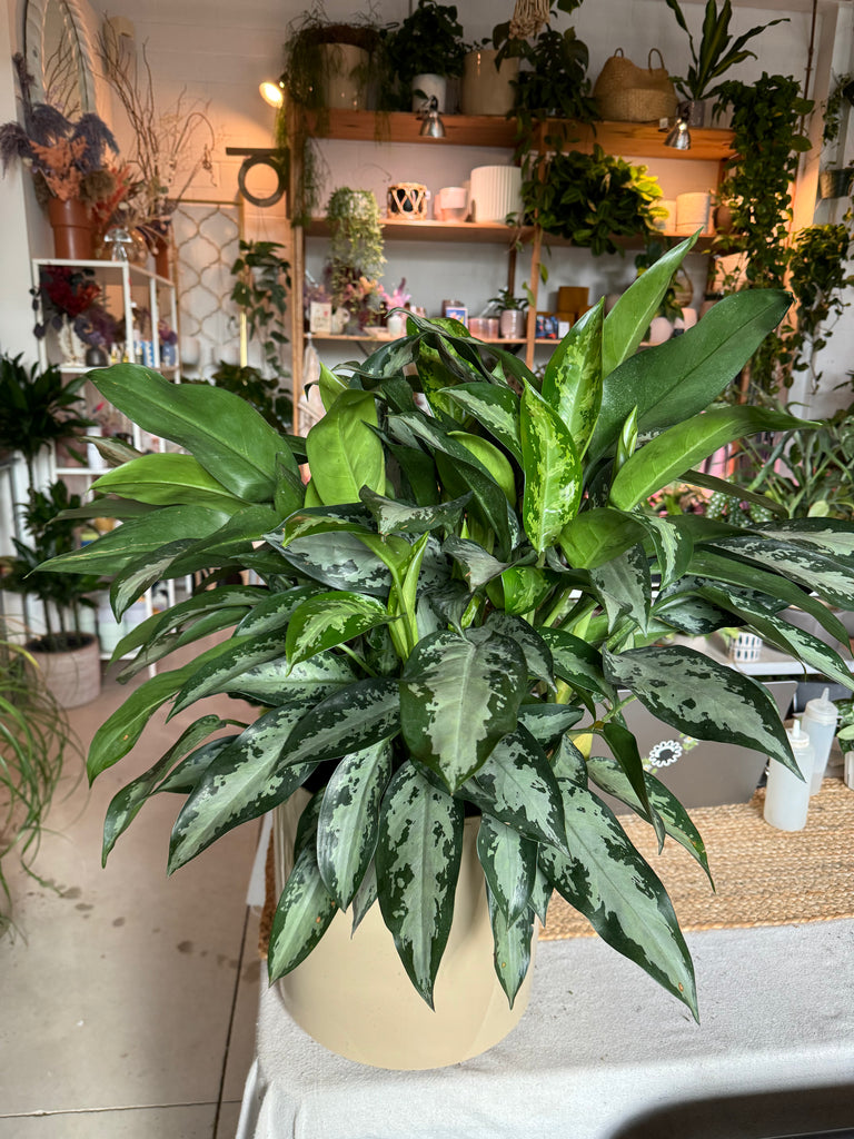 Chinese Evergreen Plant Party chinese-evergreen-plant-party
