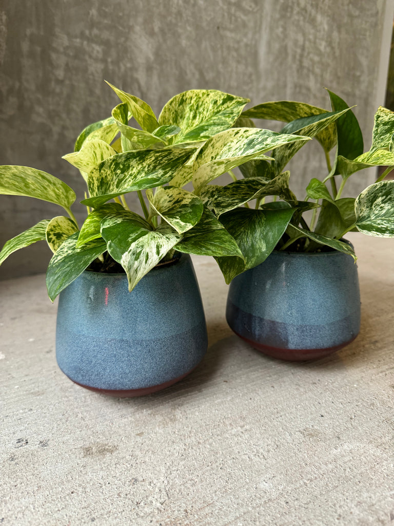 planters for pothos LV Collective Pothos in Assorted Planters
