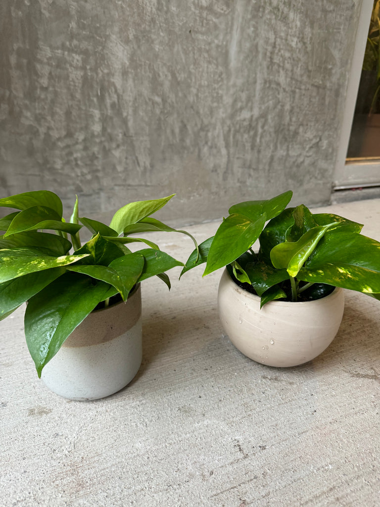 pothos planters LV Collective Pothos in Assorted Planters