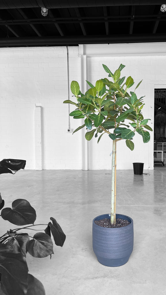 Ficus Audrey in Ray Planter