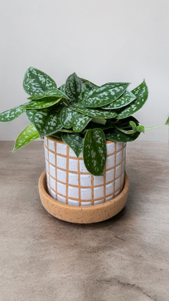 checkered plant pot Scindapsis in Checkered Planter w/ Dish