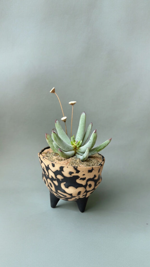 leopard plant succulent Leopard Succulent Design