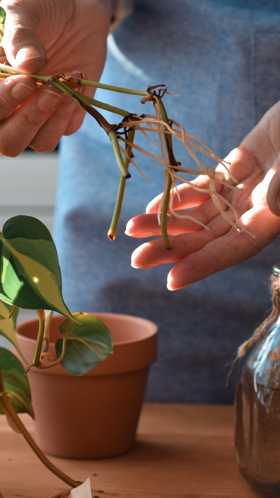 potted plants 101 Houseplants 101