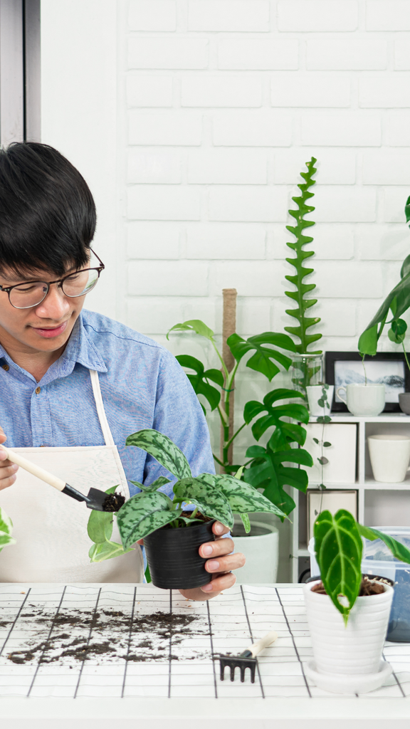 indoor plants 101 Houseplants 101