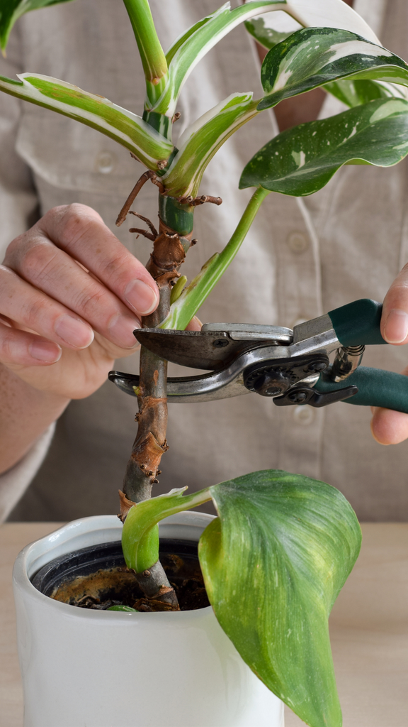house plant courses Houseplants 101