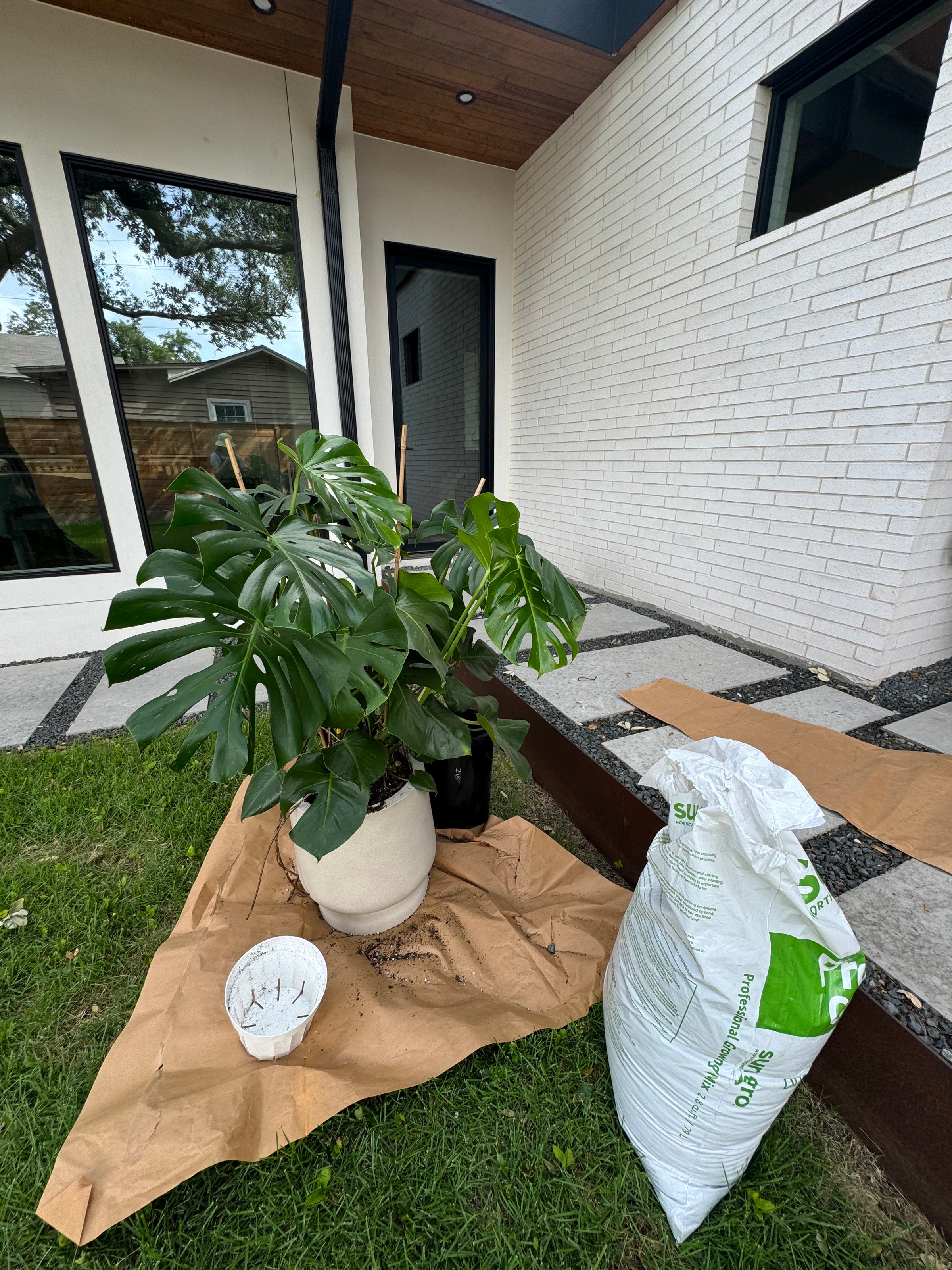 monstera talent austin Houseplant Consultation - Austin, Tx
