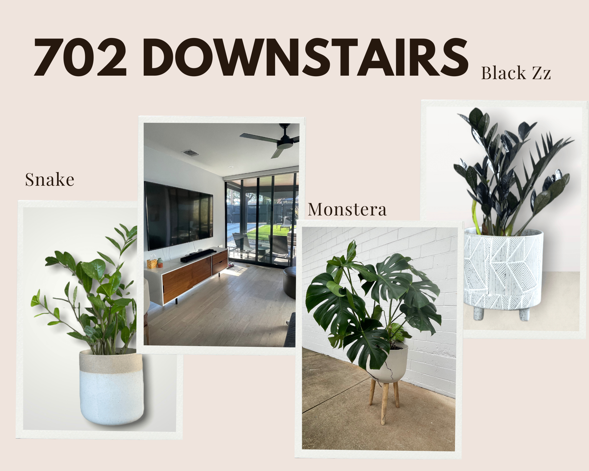 house plants austin tx Houseplant Consultation - Austin, Tx