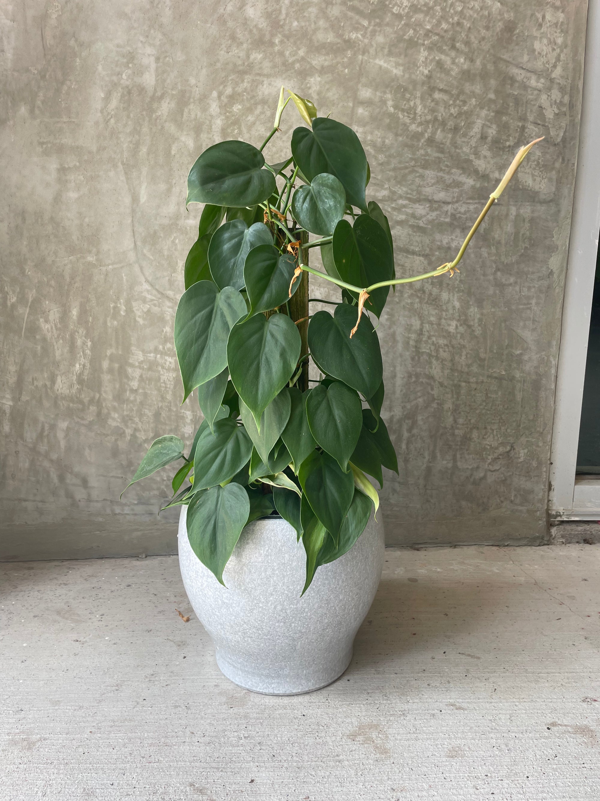 Cordatum in Sea Mist Planter
