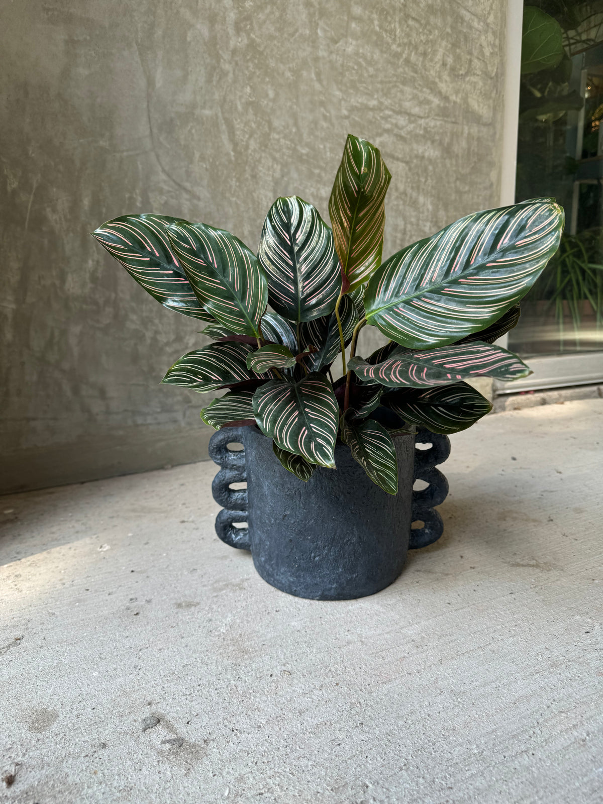 Pinstripe in Pascal Planter | Plant Party