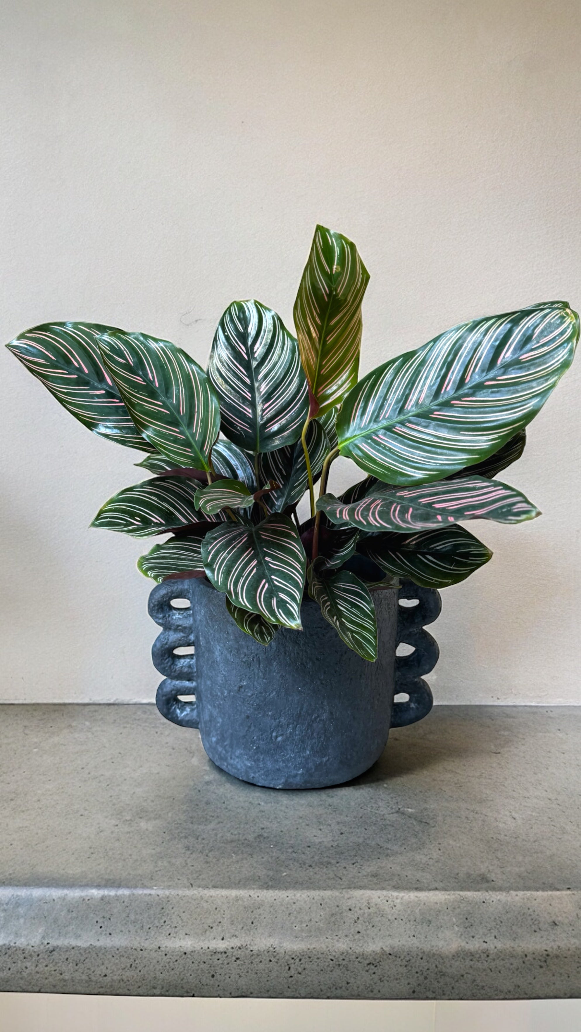 Pinstripe in Pascal Planter