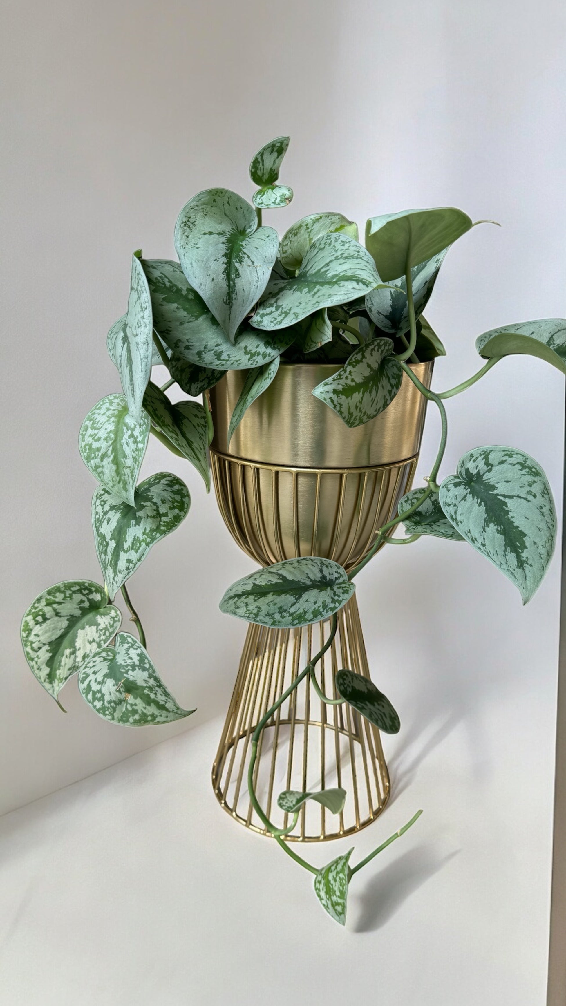 Scindapsis in Gatsby Brass Plant Stand