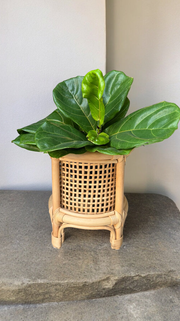 basket pot for fiddle leaf fig Fiddle Leaf Fig in Rattan Planter
