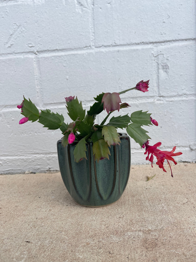 Christmas Cactus (buds-blooming) in Barton Springs Planter
