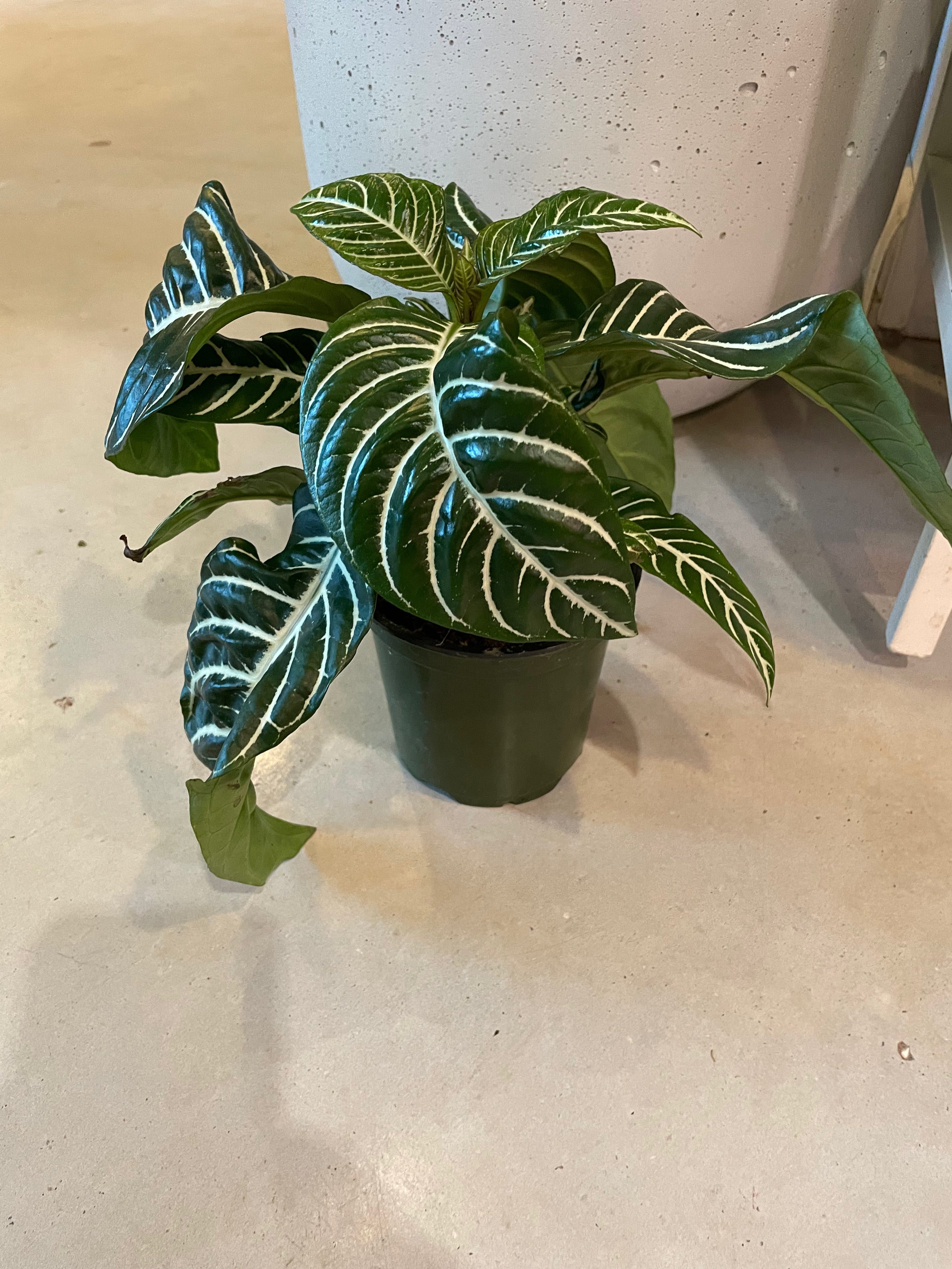 zebra plant indoor Zebra Plant