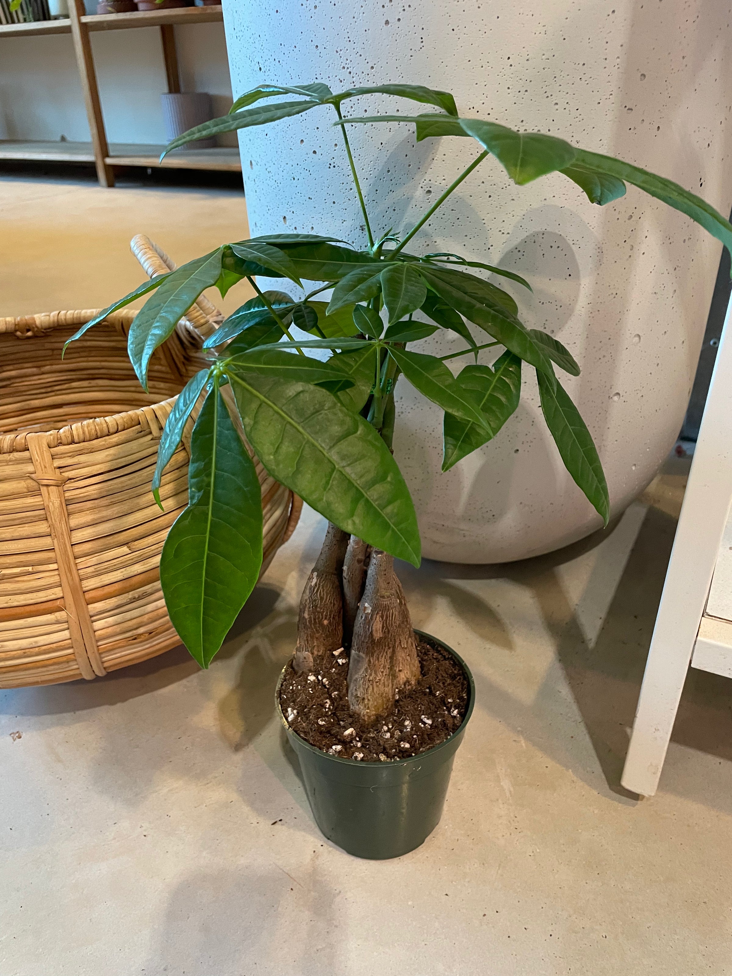Money tree