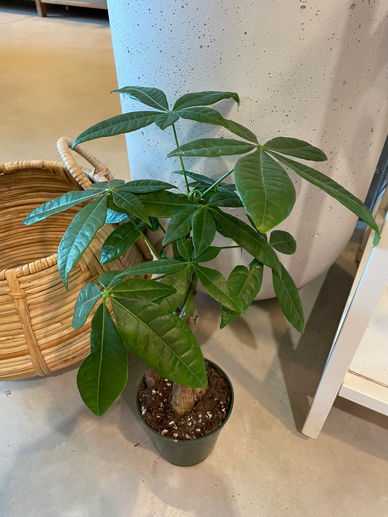 unhealthy money tree Money tree