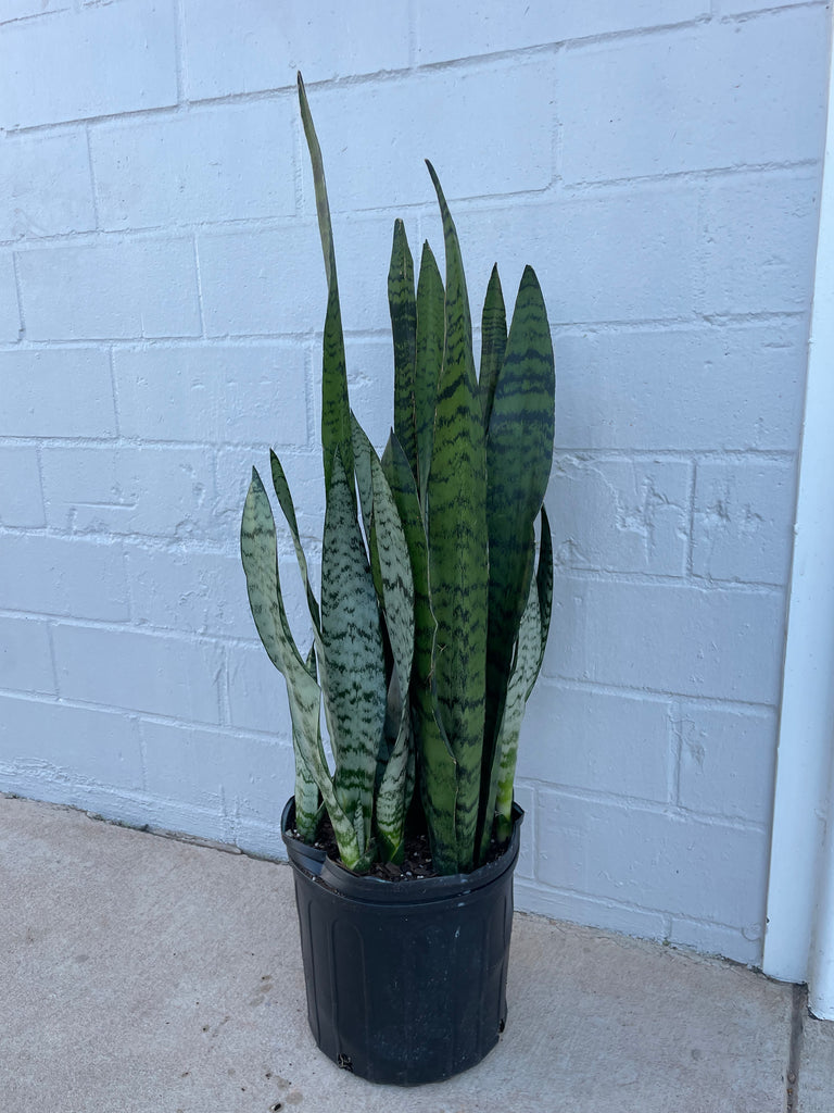 large snake plant delivery to austin tx Snake plant