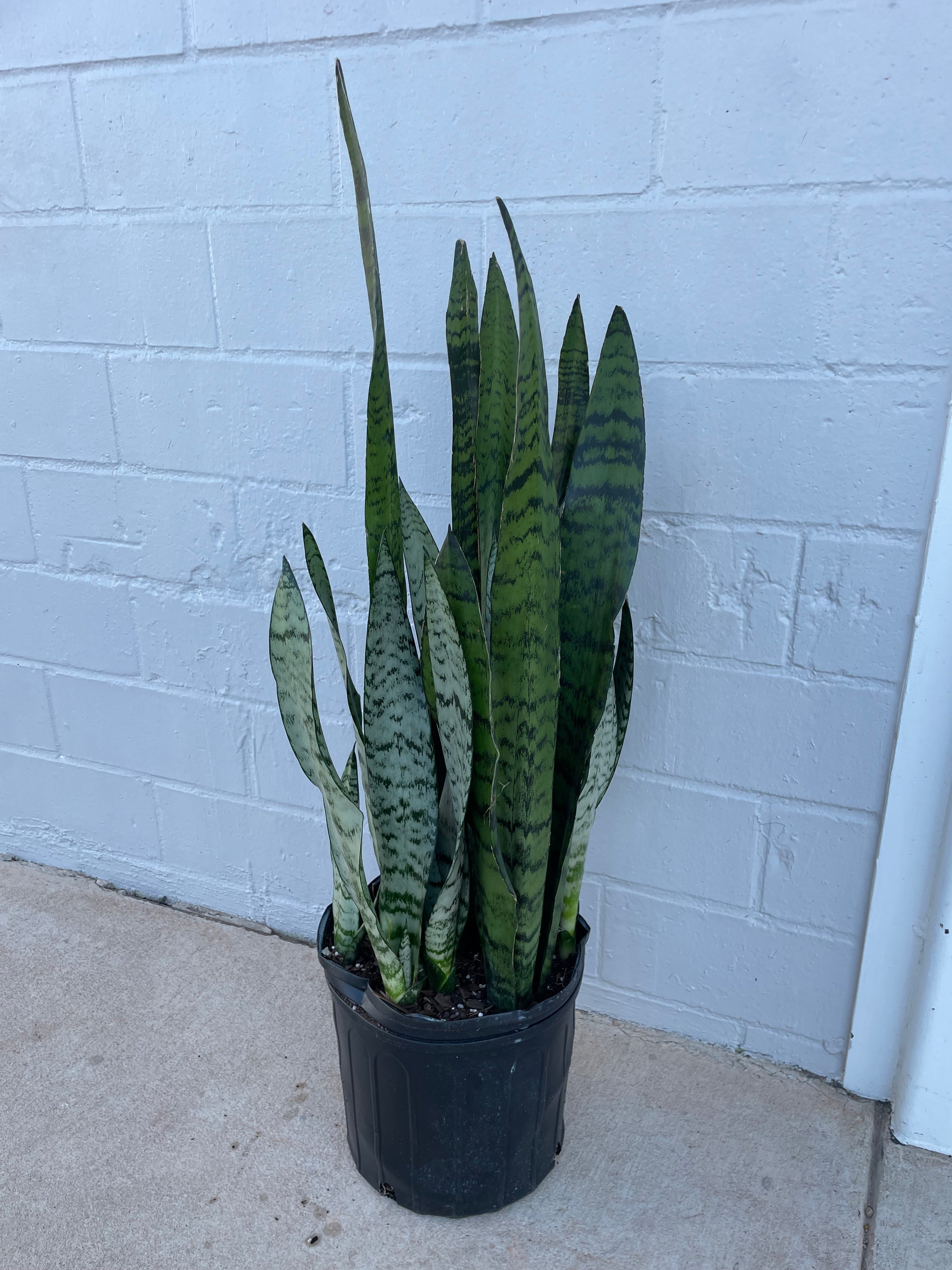 Snake plant