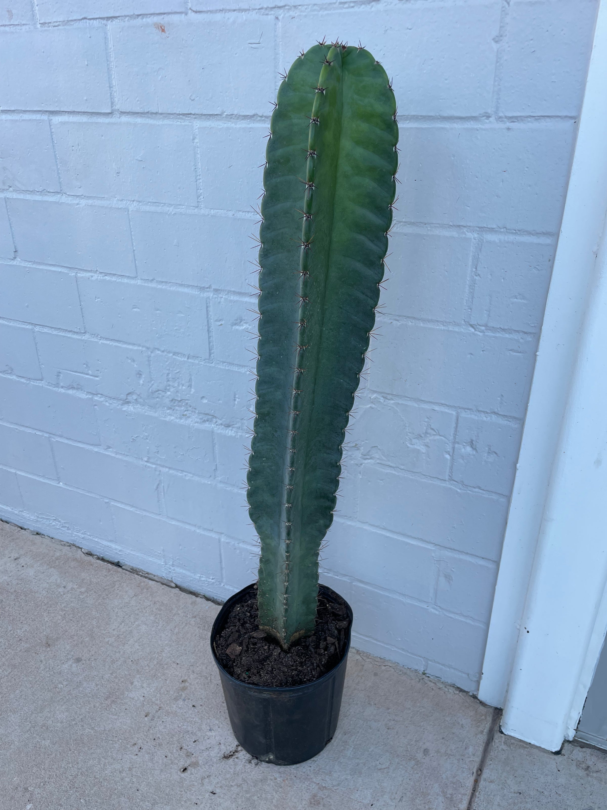 Peruvian Apple cactus