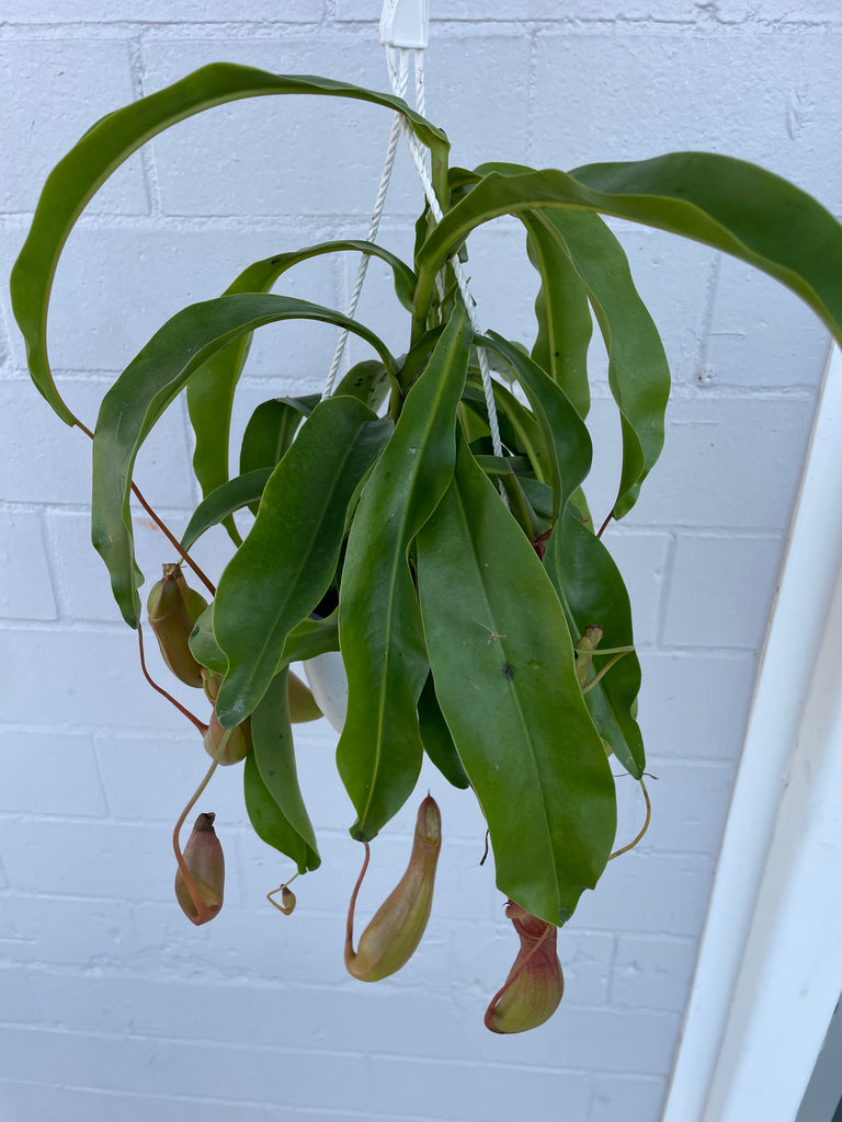 Pitcher plant (Nepenthes)