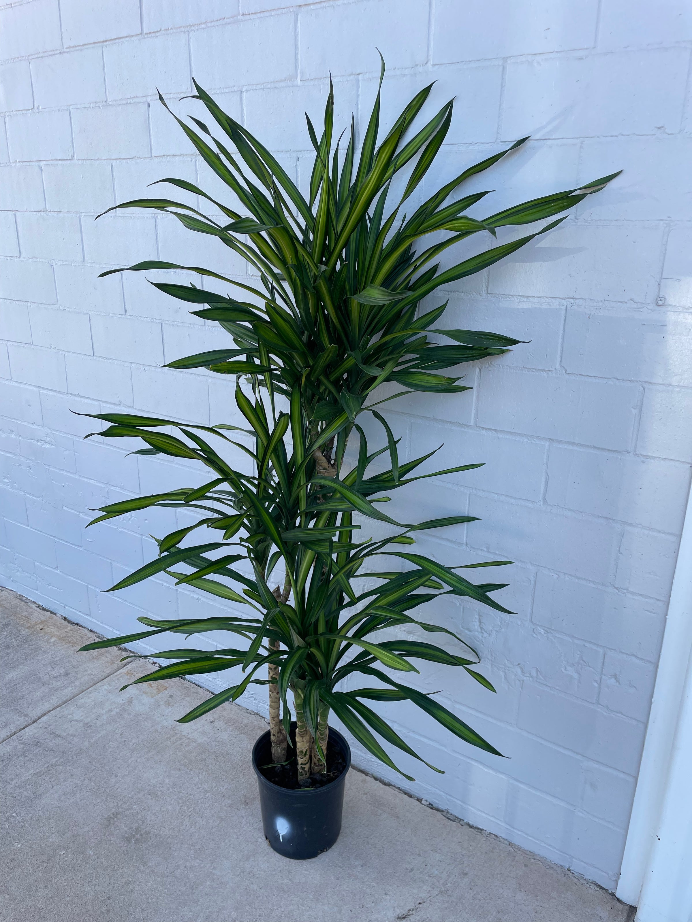 dracaena rikki cane Dracaena Rikki