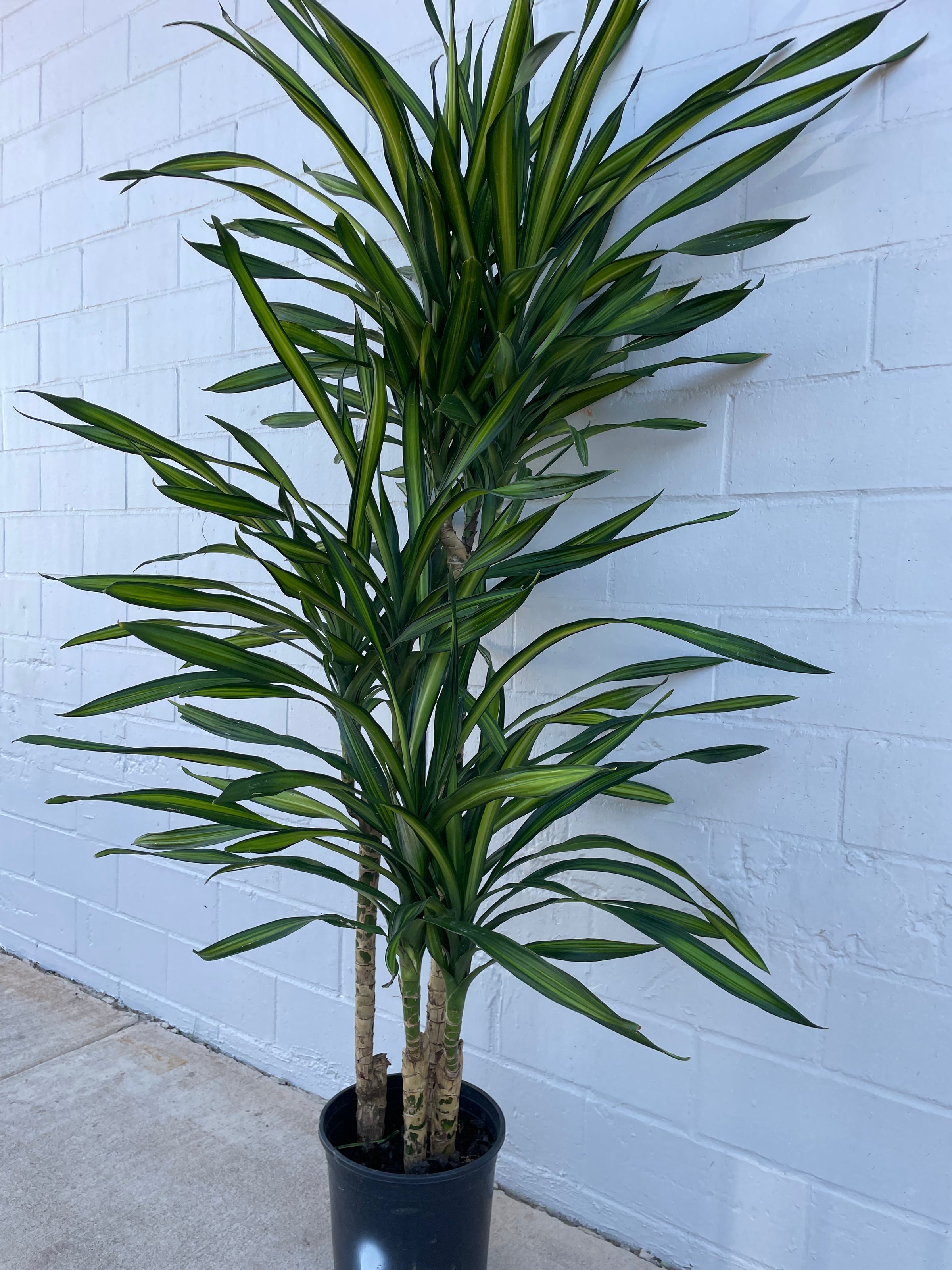 Dracaena Rikki