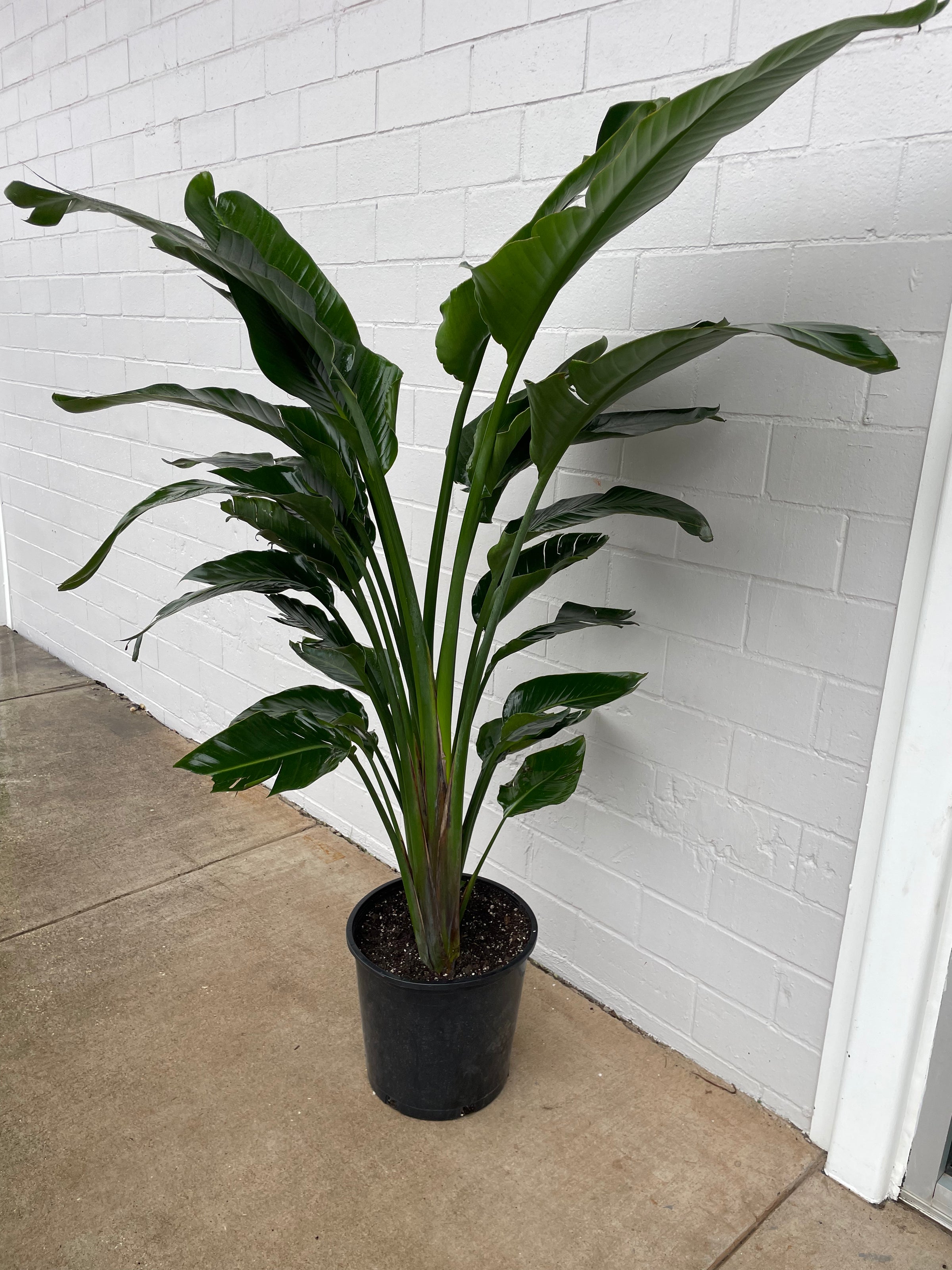 bird of paradise plant pot Bird of Paradise