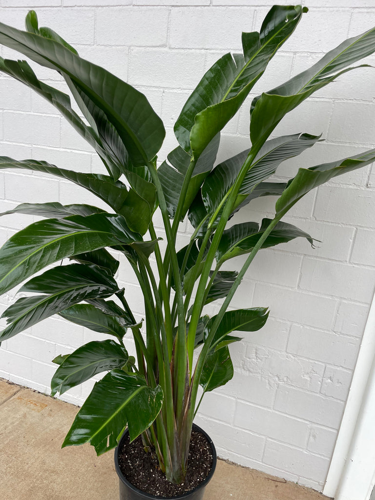 bird of paradise indoor plant buy Bird of Paradise