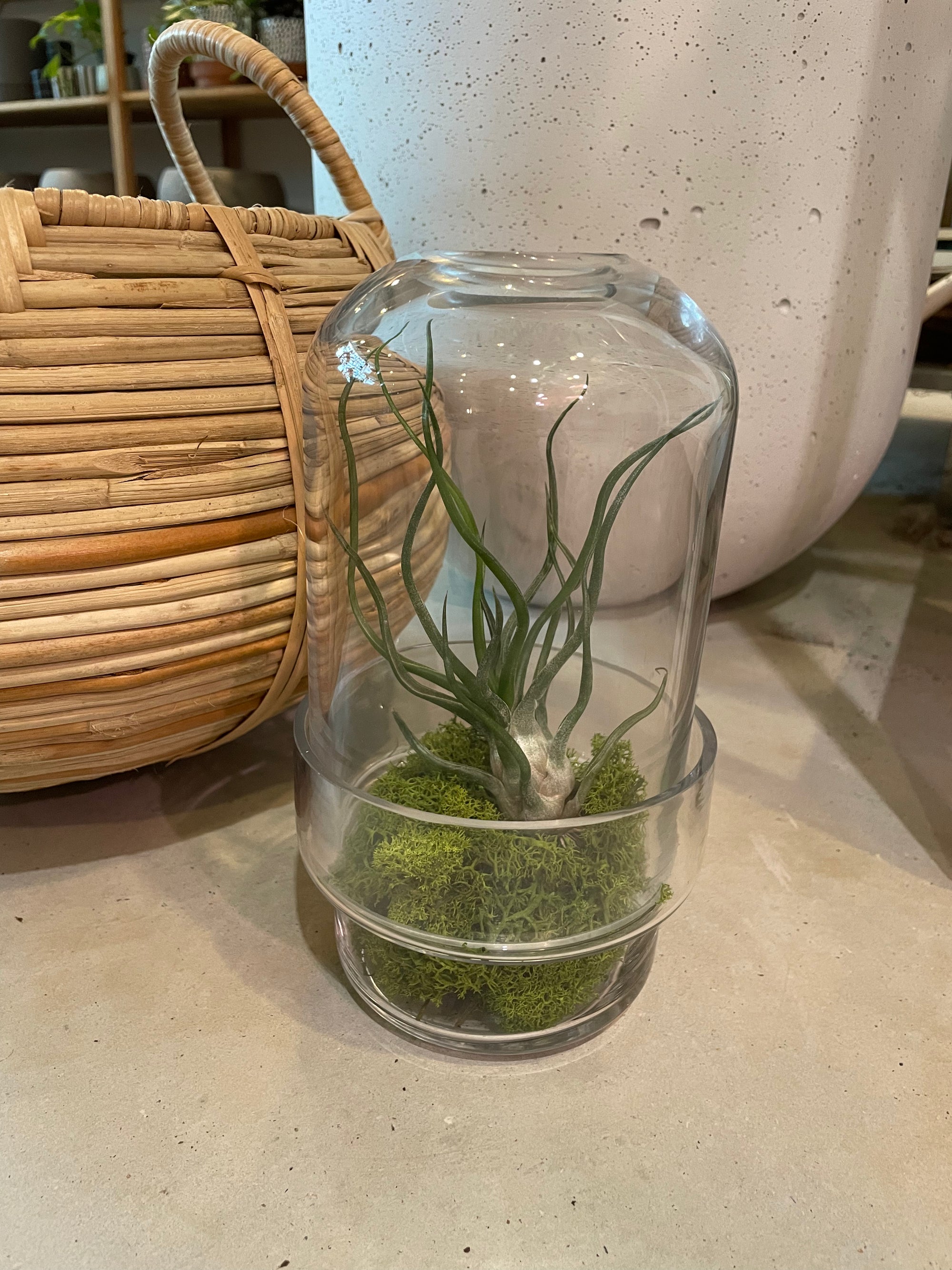 Plant Party Tilly Terrarium
