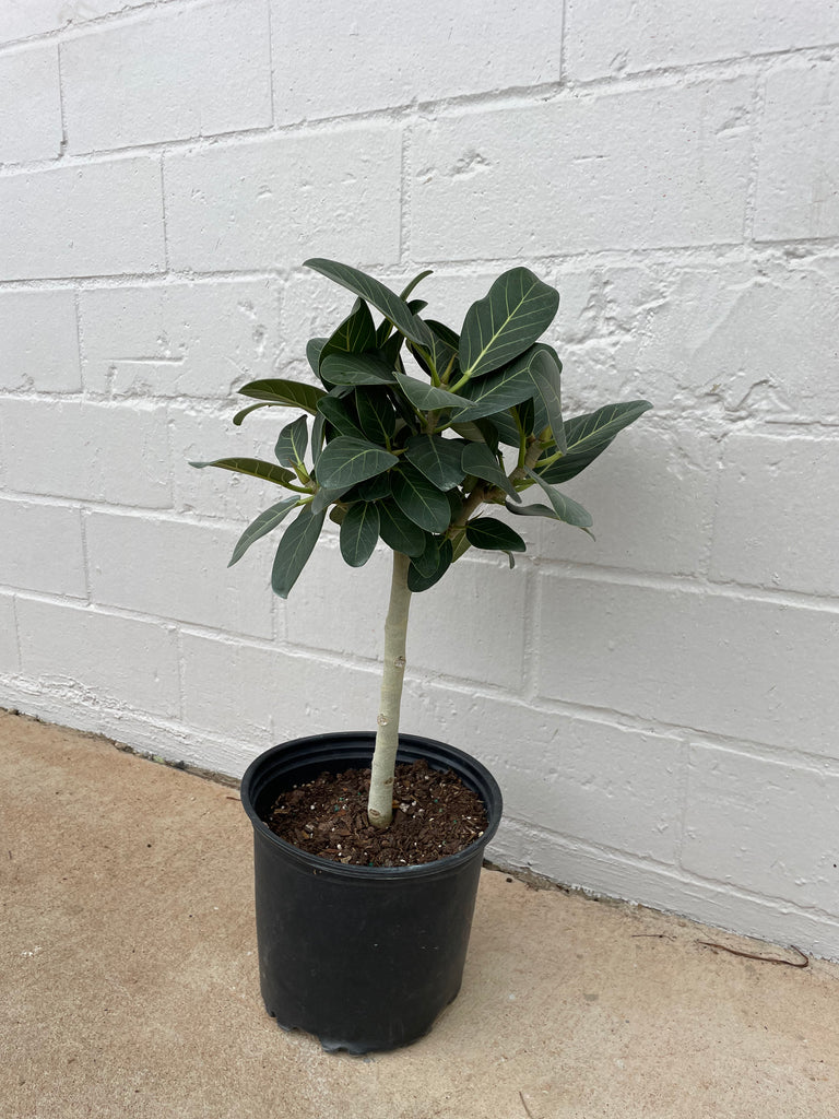 Ficus Audrey 8”