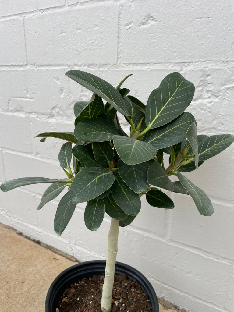 Ficus Audrey 8”