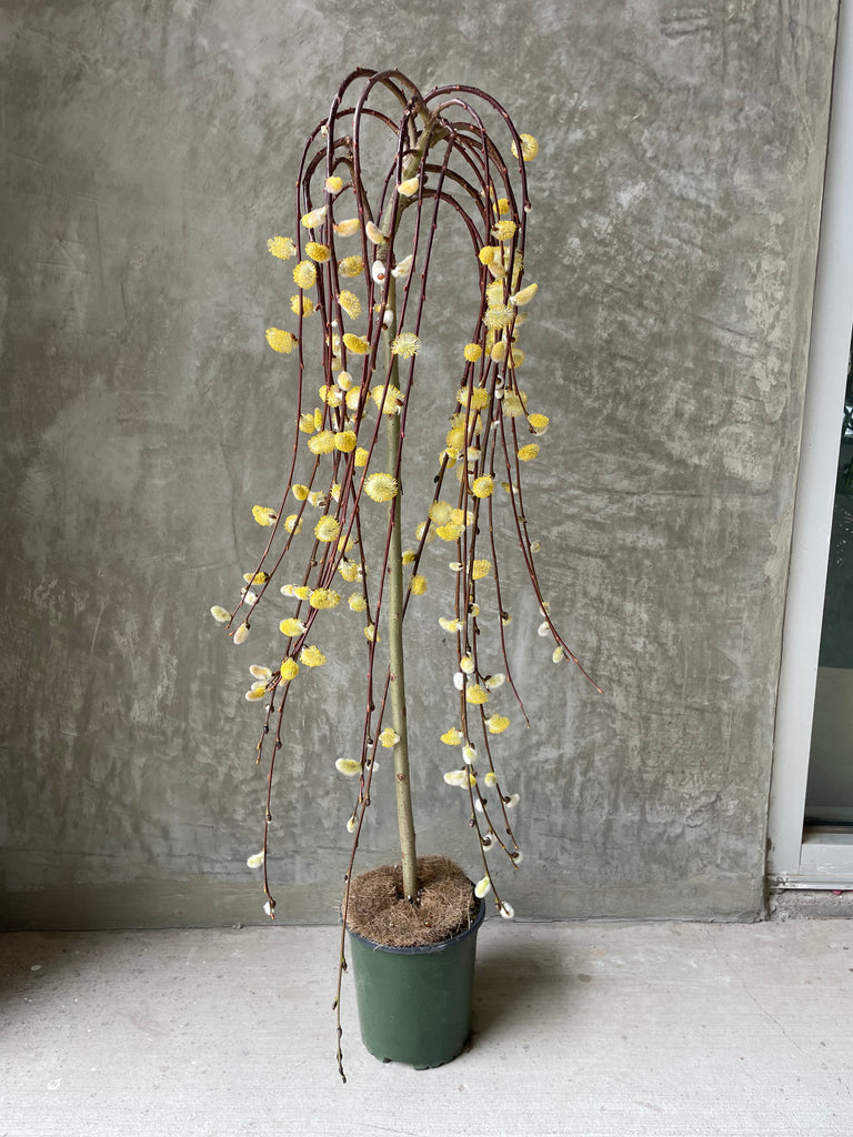 willow potted plant Pussy Willow