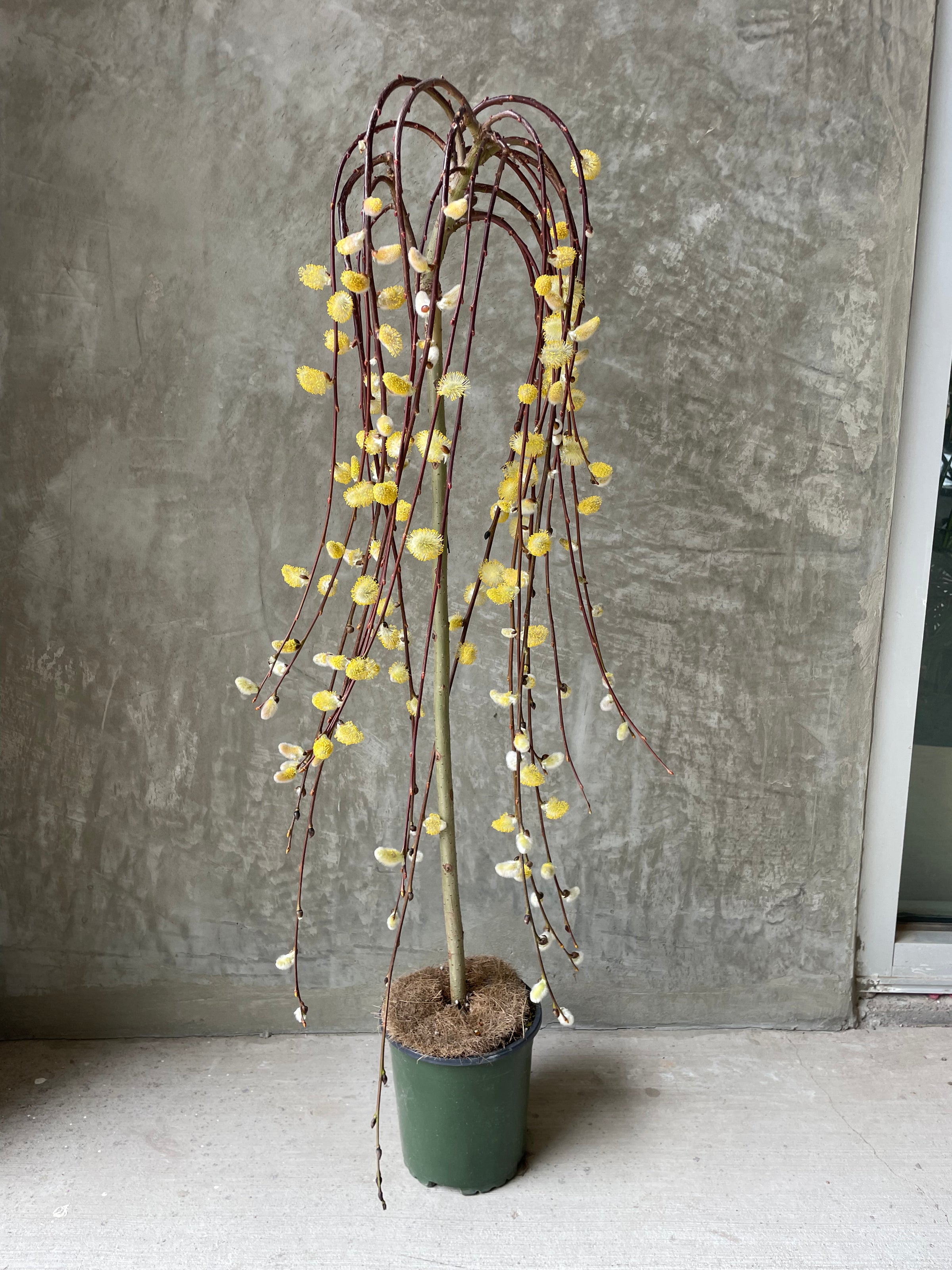pussy willow house plant Pussy Willow