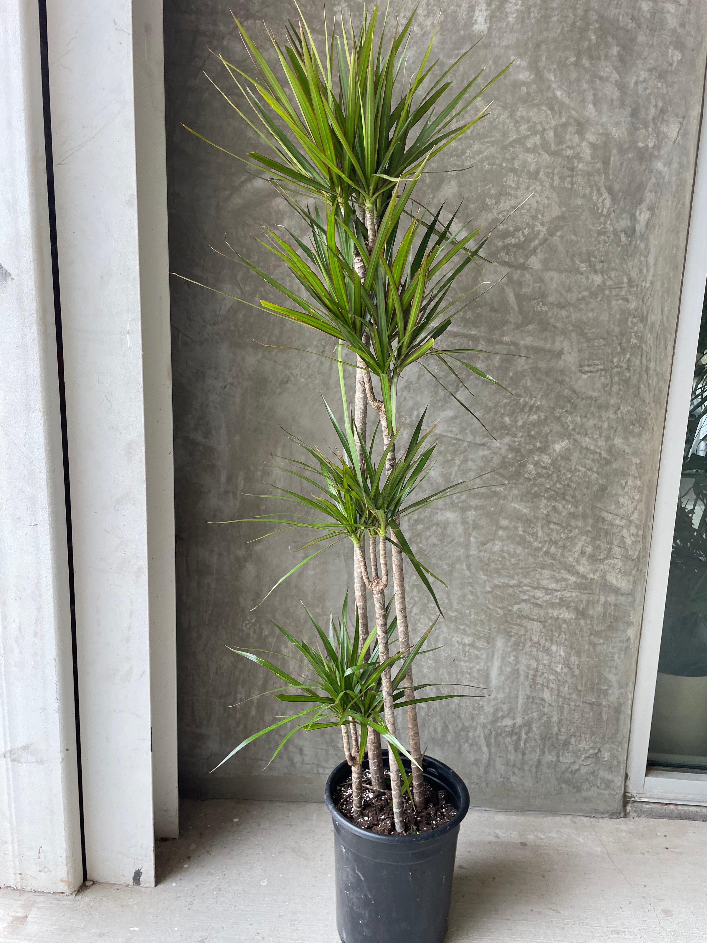 dracaena marginata terrarium Marginata Staggered Dragon Tree